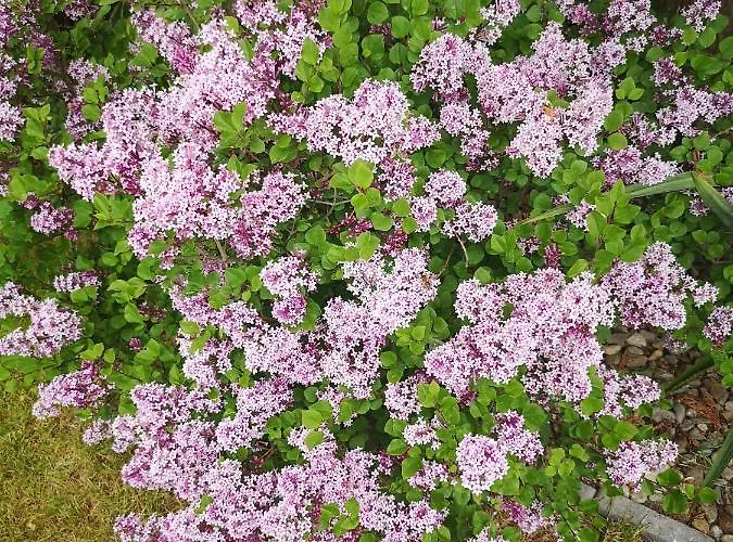 Zakatek * נובי טארג